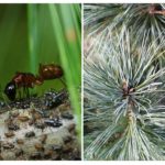 Pucerons sur le sapin et le pin