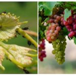 Pucerons sur les raisins