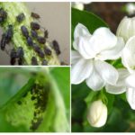 Pucerons du jasmin