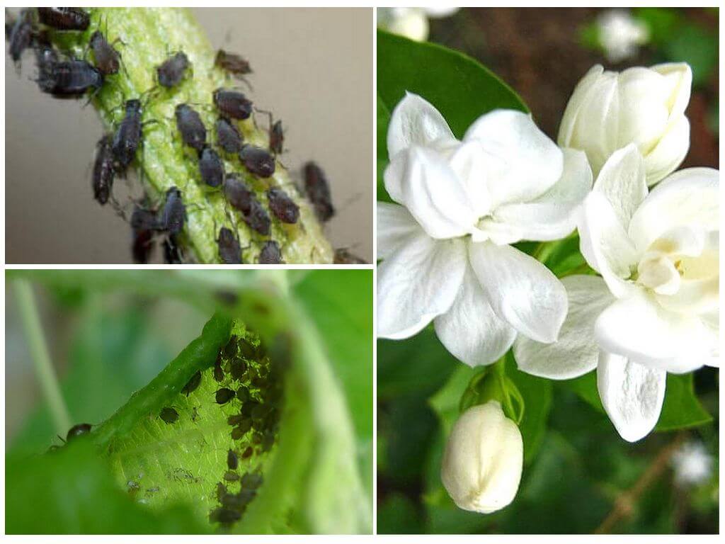 Pucerons du jasmin