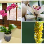 Puceron sur une orchidée