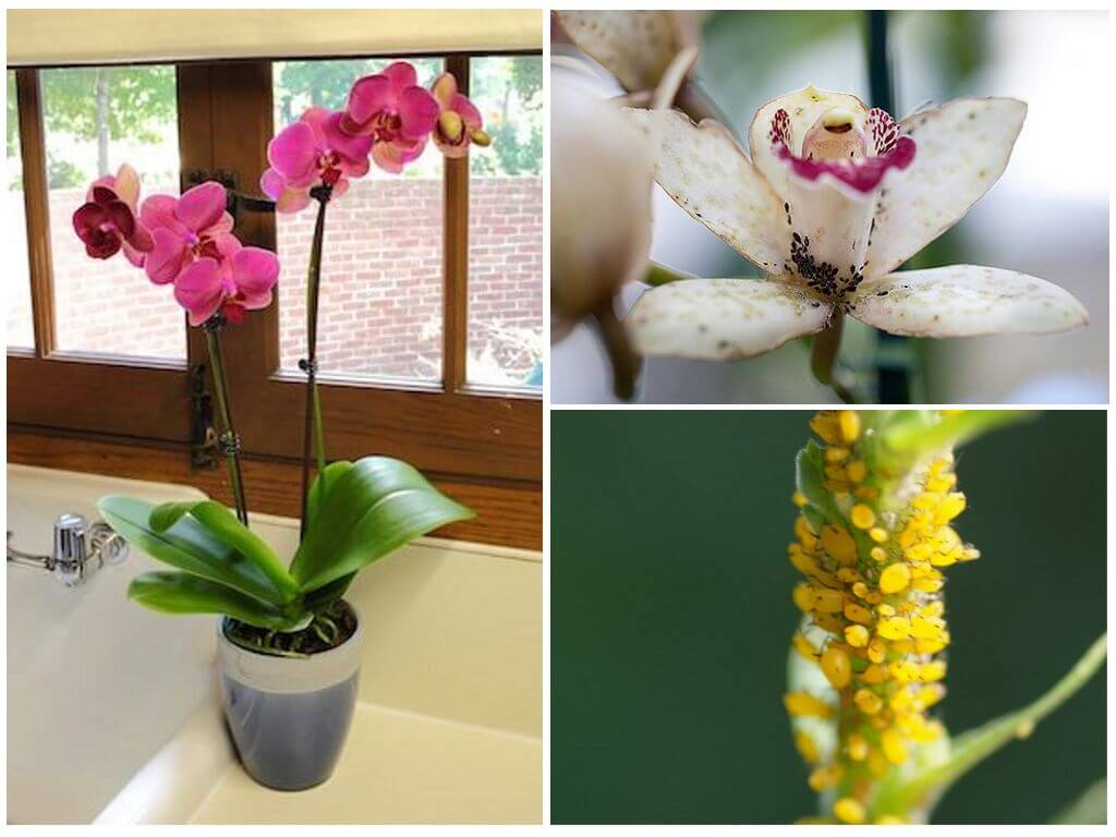 Puceron sur une orchidée