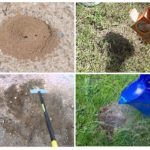 La destruction du nid dans le jardin