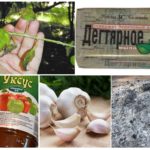 Détruire les pucerons par des méthodes traditionnelles