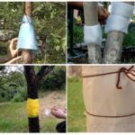 Ceinture de bois