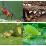 Types de pucerons