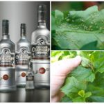 La vodka dans la lutte contre les pucerons