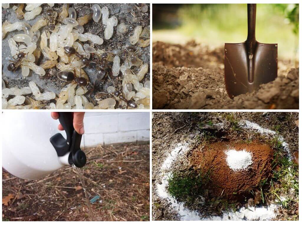 Méthodes de contrôle des fourmis