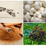 Des odeurs qui effraient les fourmis