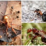 Fourmis forestières