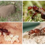 Habitat fourmi rouge