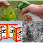 Solutions de cendres et de soude de pucerons