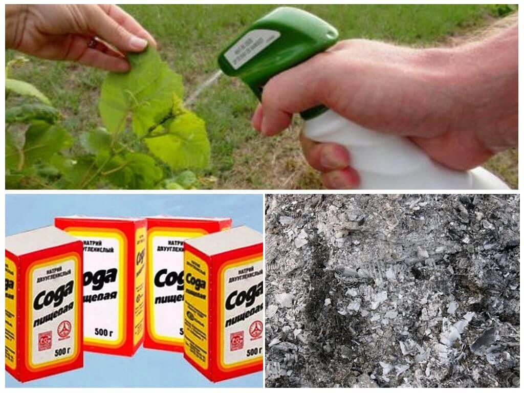 Solutions de cendres et de soude de pucerons