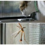 Moustiquaire anti-chat