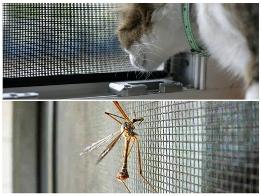 Moustiquaire anti-chat