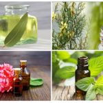 Huiles essentielles dans la lutte contre les insectes