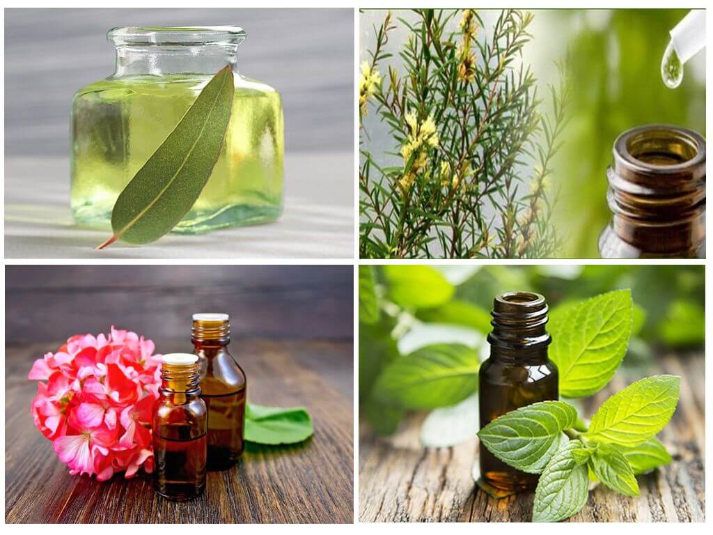 Huiles essentielles dans la lutte contre les insectes