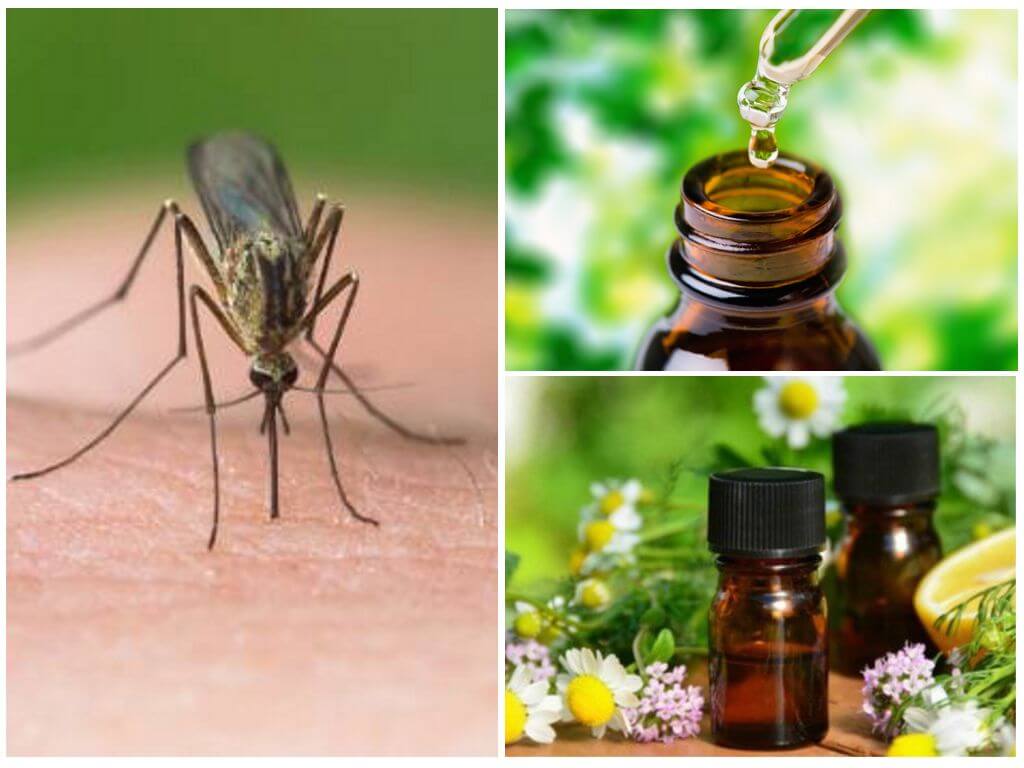 Huiles essentielles de moustiques