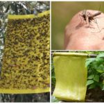 Pièges à insectes collants