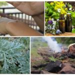 Les huiles essentielles, l'absinthe et l'épinette rougeoyante sont capables de se débarrasser des moustiques