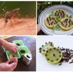 Citron et clous de girofle pour se protéger des insectes volants