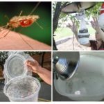 Pièges à moustiques faits maison
