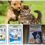 Préparations pour protéger le chien des moustiques