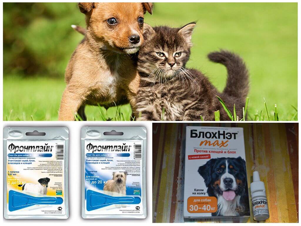 Préparations pour protéger le chien des moustiques