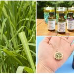 Huile essentielle de citronnelle contre les moustiques