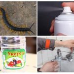 Contrôle des insectes