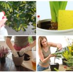 Façons de combattre les insectes