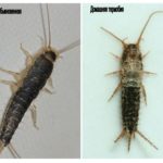 Poisson d'argent commun et thermobia fait maison