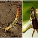 Dvuhvostka et earwig