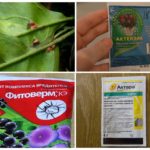 Combattez avec un bouclier sur un insecticide au citron