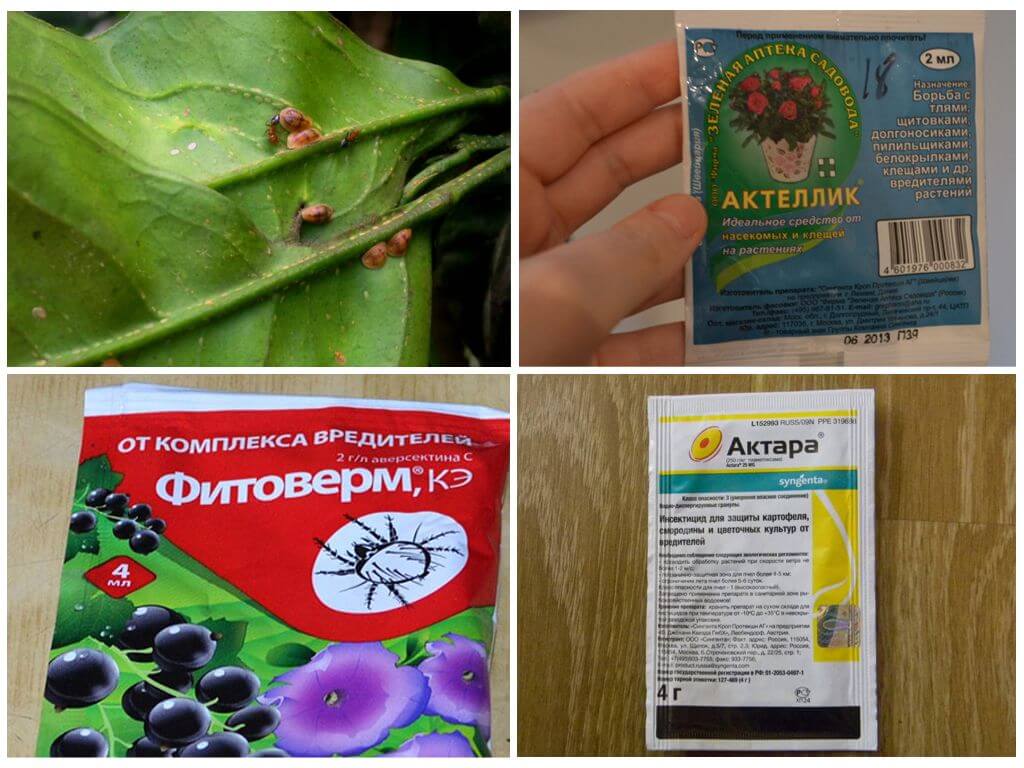Combattez avec un bouclier sur un insecticide au citron