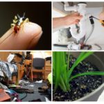 Lutte antiparasitaire