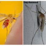 Moustique et moustique ordinaire
