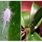 Cochenille sur des orchidées