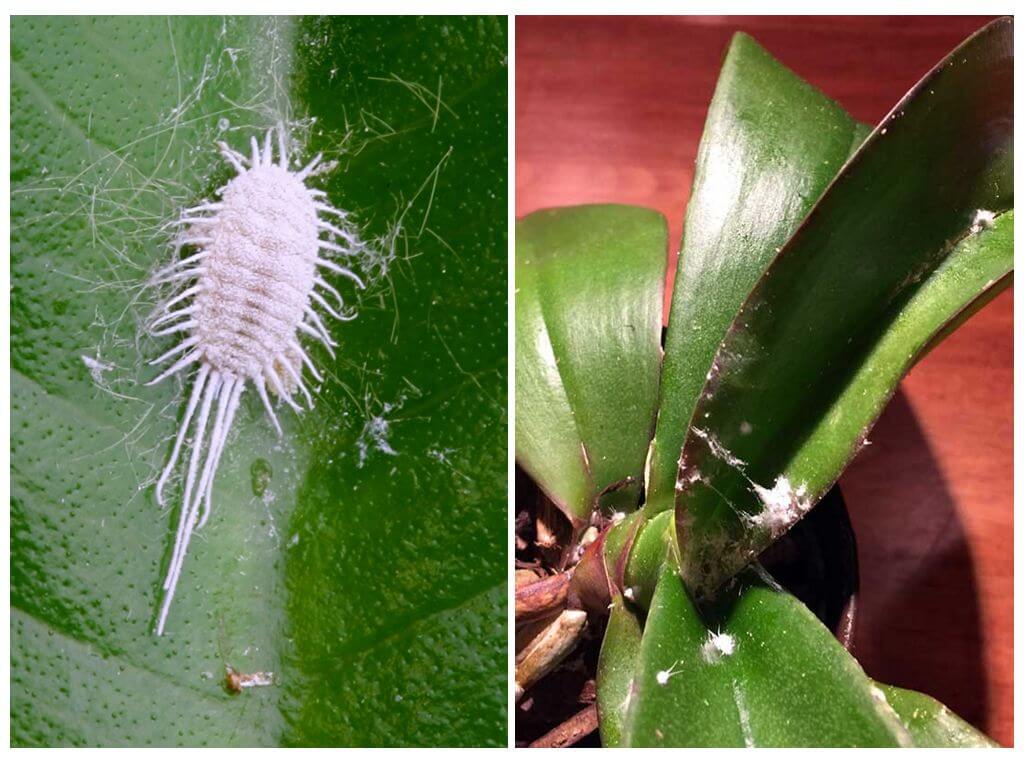 Cochenille sur des orchidées