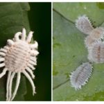 Cochenille