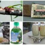 Méthodes populaires pour se débarrasser de shchitovki