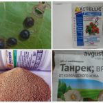 Drogues de l'organisme nuisible