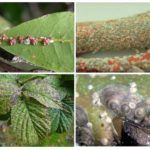 Signes d'infection avec le bouclier