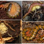 Elevage de mille-pattes