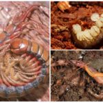 Reproduction de Scolopendra