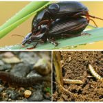 Élevage d'insectes