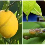Shchitovka au citron