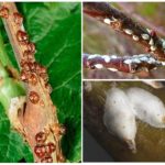 Shchitoviki de Californie et de saule sur des raisins de Corinthe