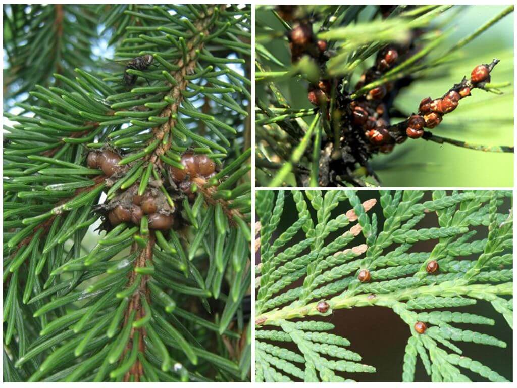 Arbres conifères Shchitovka