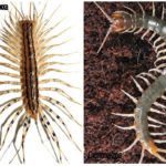 Mille-pattes et Scolopendra